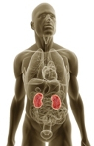 Insuficiência renal crônica pode ser prevenida